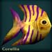corelliablack