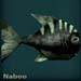 nabooblack
