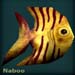nabooblack