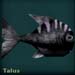 talusblack