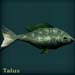talusblue