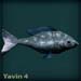 yavinblue